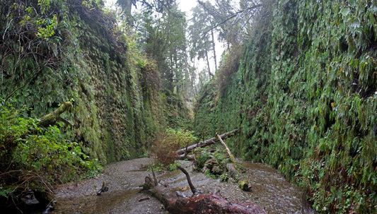 Redwood National and State Parks Itinerary