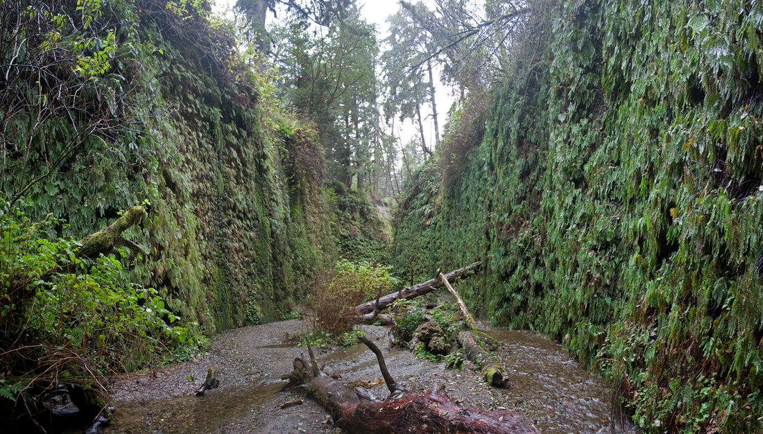 Redwood National and State Parks Itinerary & Best Campsites